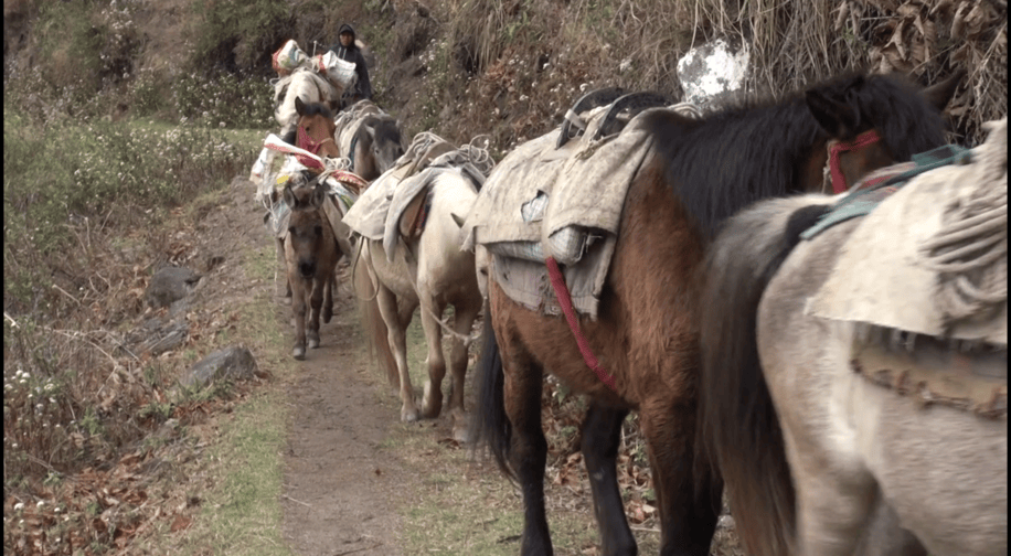 Better trails to ease risky journeys in horse-dependent areas in Trashi Yangtse